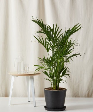 Plants Made Simple