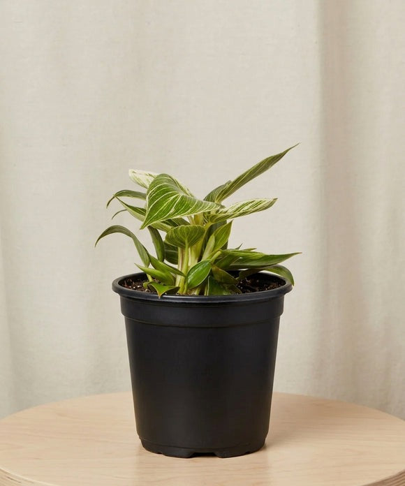 Philodendron Birkin