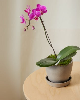 Plants Made Simple