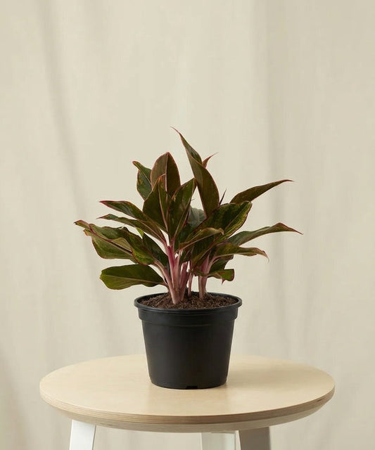 Aglaonema Siam
