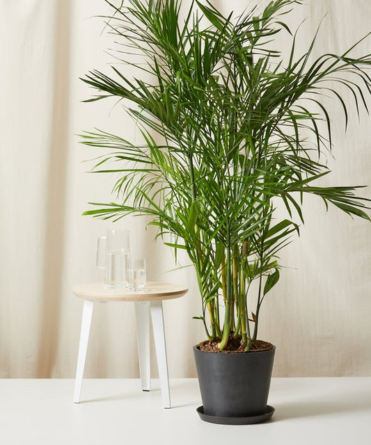 Bamboo Palm