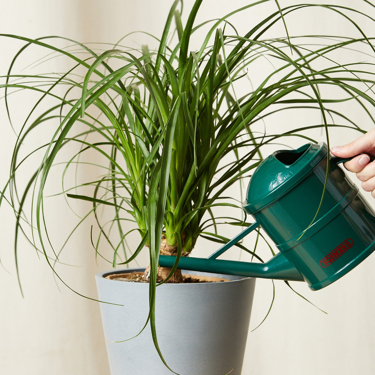 Plants Made Simple