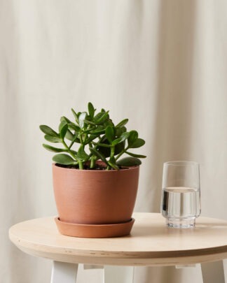 Plants Made Simple