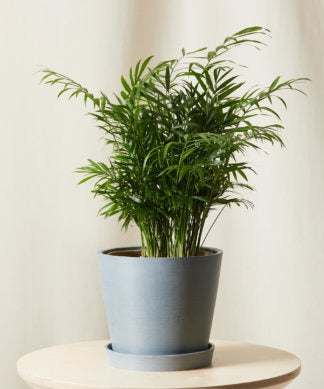 Plants Made Simple