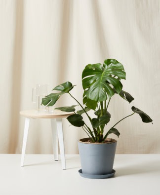 Plants Made Simple