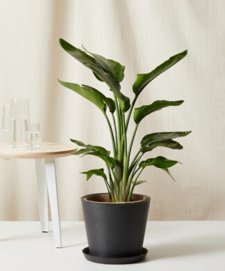 Plants Made Simple