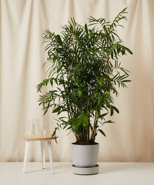 Bamboo Palm Tree