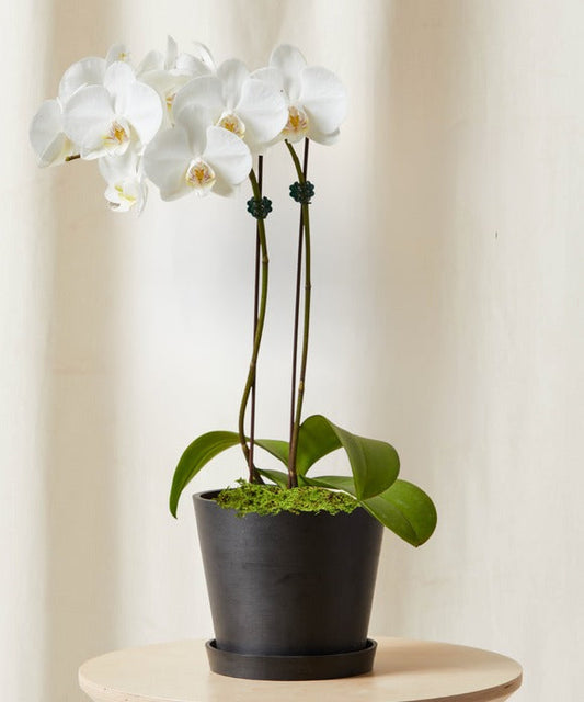 2 ft White Orchid