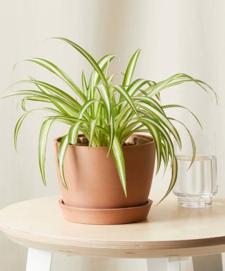 Plants Made Simple