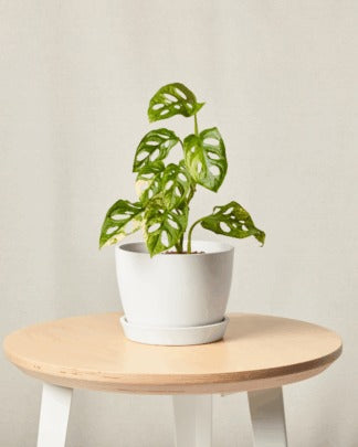 Indoor Plant Bundles