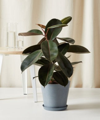 Plants Made Simple