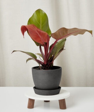 Plants Made Simple