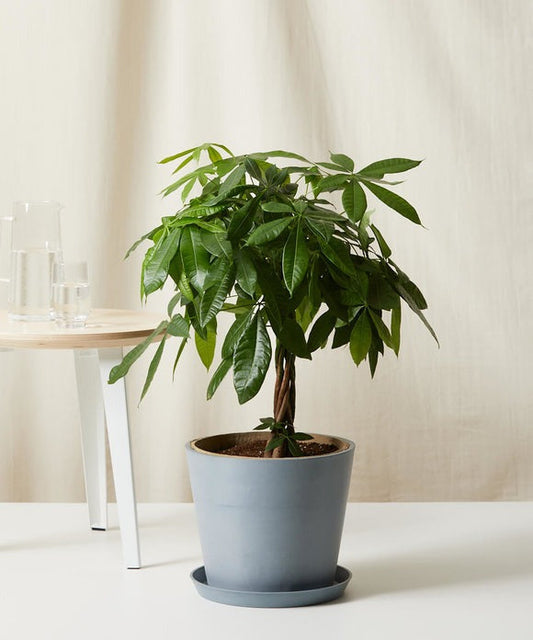GIANT Plants