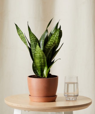Plants Made Simple