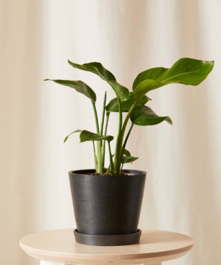 Plants Made Simple