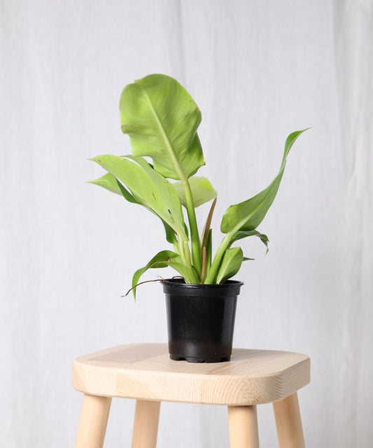 Philodendron Moonlight