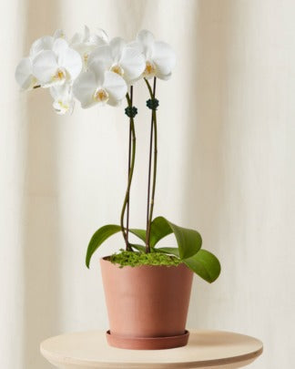 Plants Made Simple