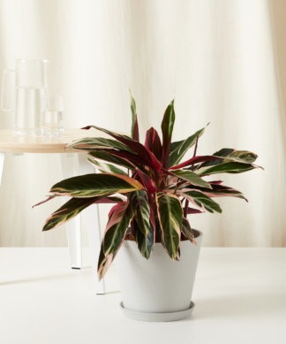 Plants Made Simple