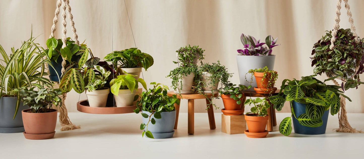 Plants Made Simple