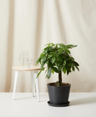 Plants Made Simple