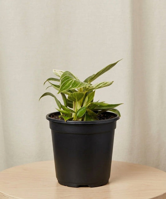 Philodendron Birkin