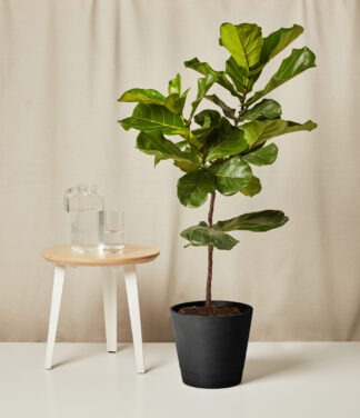 Plants Made Simple