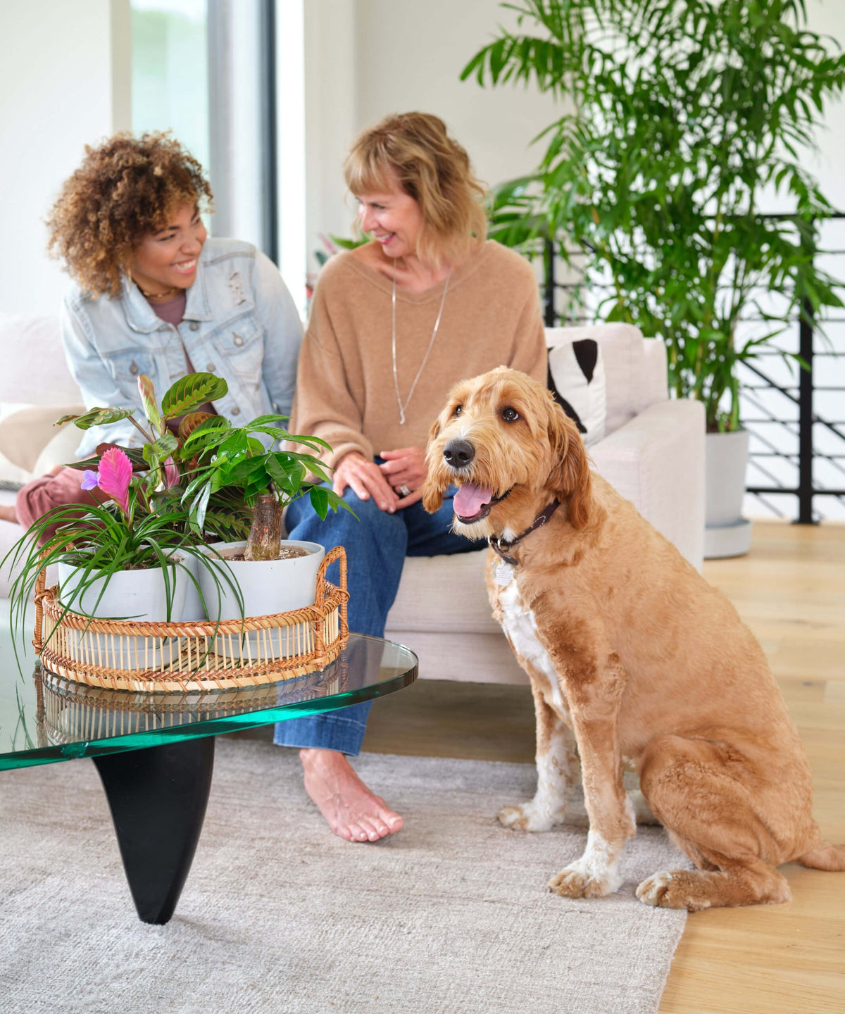 Indoor Plant Bundles