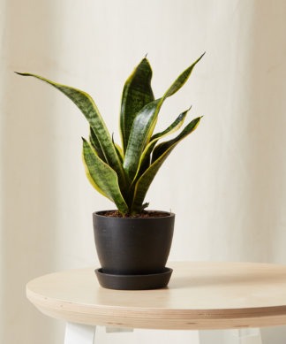 Plants Made Simple