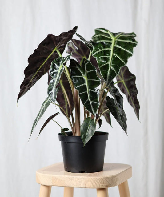 Alocasia Polly