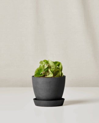 Plants Made Simple