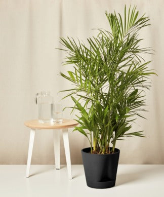 Plants Made Simple
