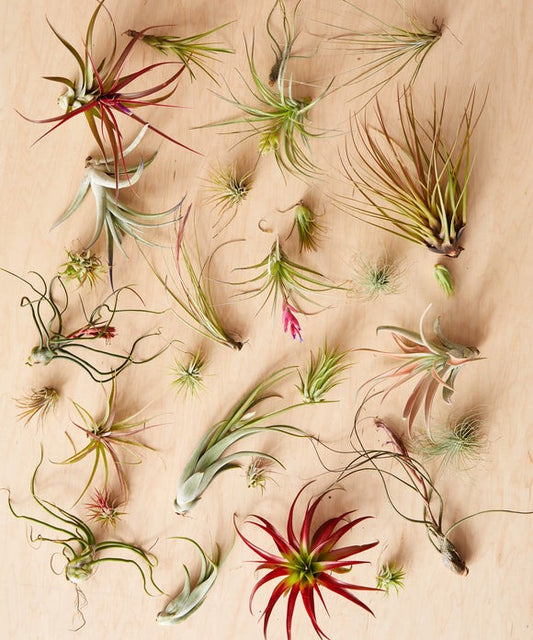 Air Plants