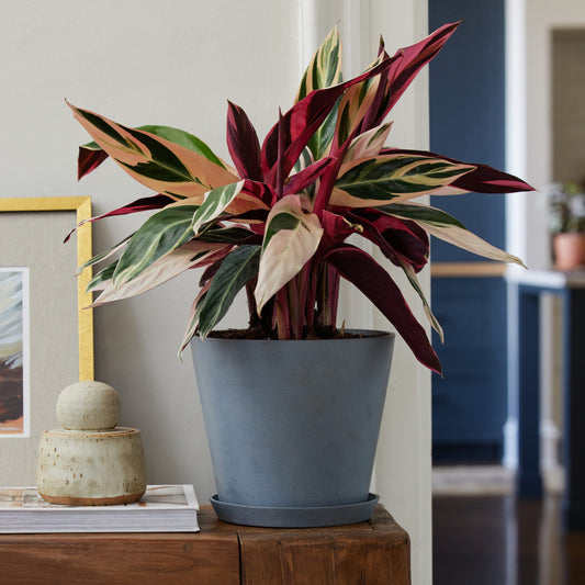 Plants Made Simple