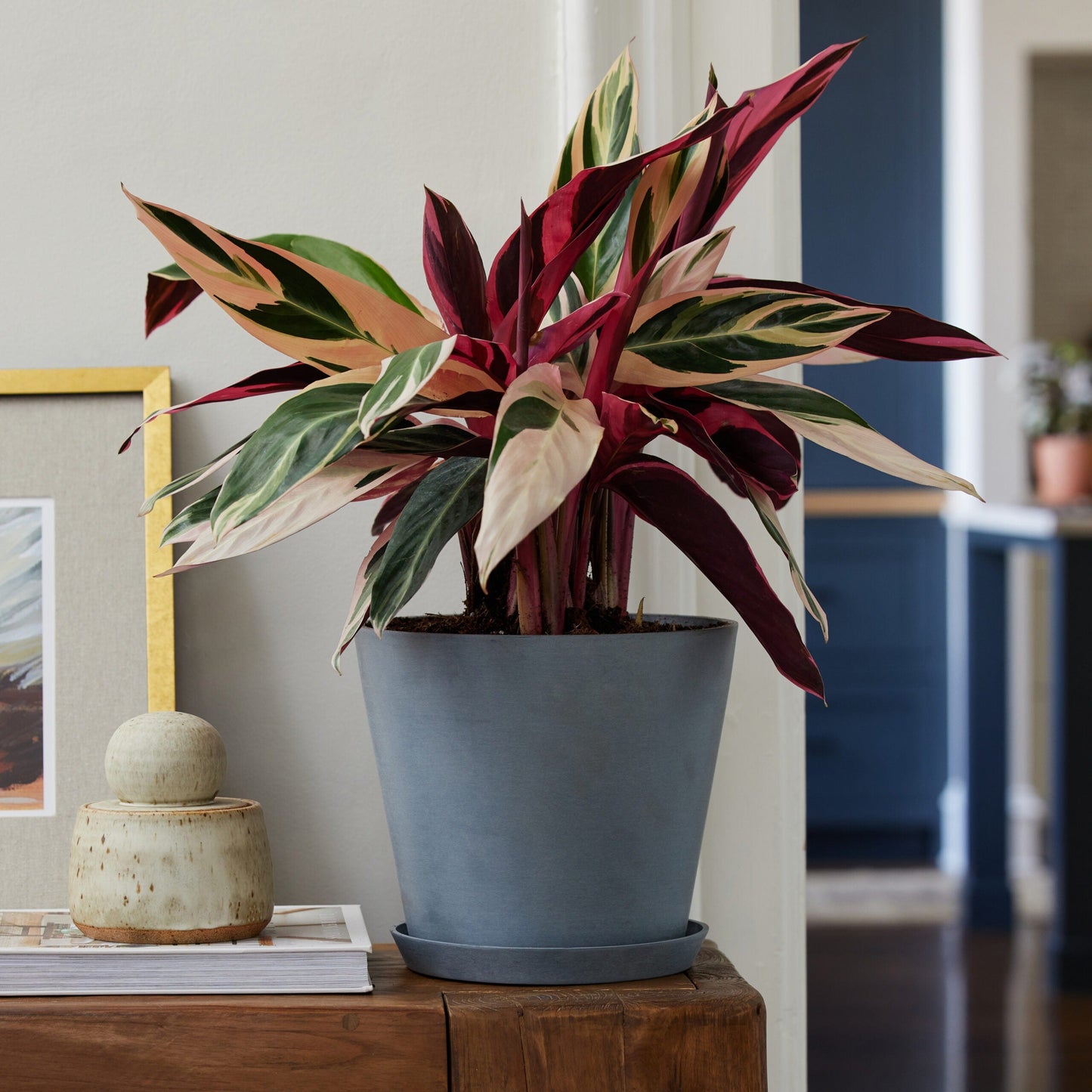Plants Made Simple