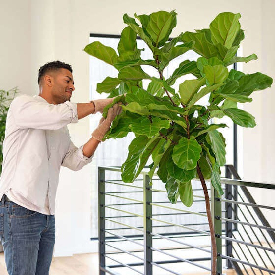 Plants Made Simple