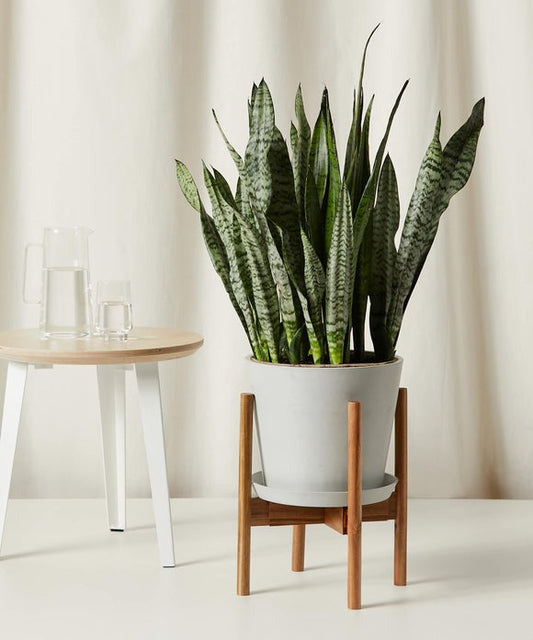 Adjustable Wooden Plant Stand
