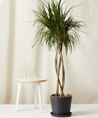 Plants Made Simple