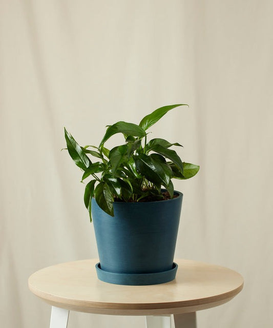 Baltic Blue Pothos