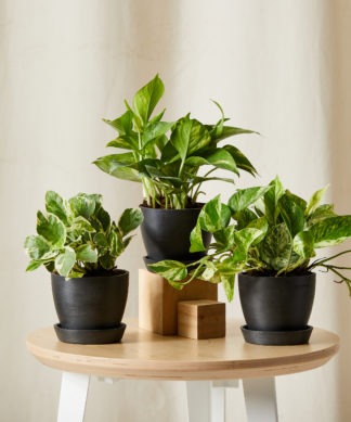 Indoor Plant Bundles