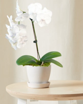 Plants Made Simple
