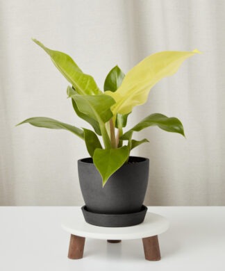 Plants Made Simple