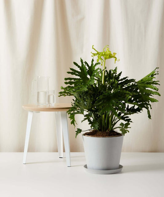 Philodendron Hope Selloum