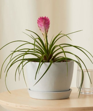 Plants Made Simple