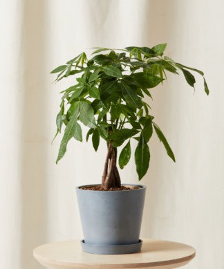 Plants Made Simple