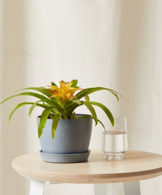 Plants Made Simple