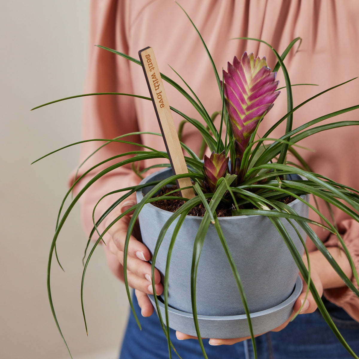Indoor Plant Bundles