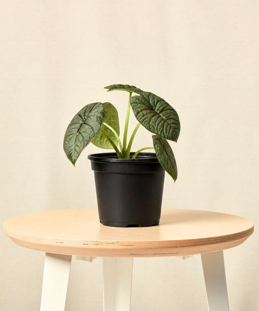 Alocasia Melo