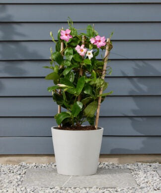 Plants Made Simple