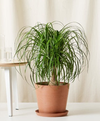 Plants Made Simple