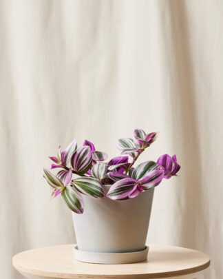 Plants Made Simple
